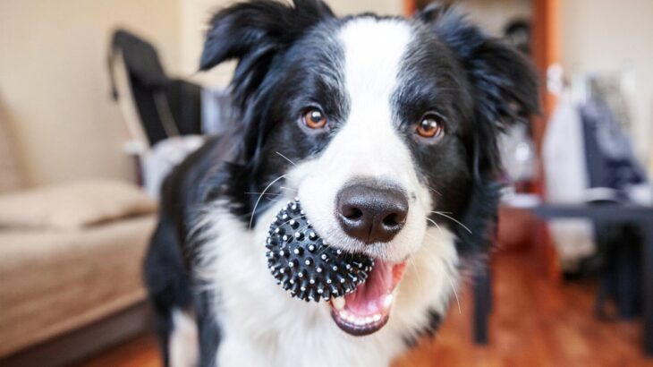 犬がおもちゃをくわえて持ってくる『4つの心理』愛犬が喜ぶ正しい対応の仕方とは？(ブログ)