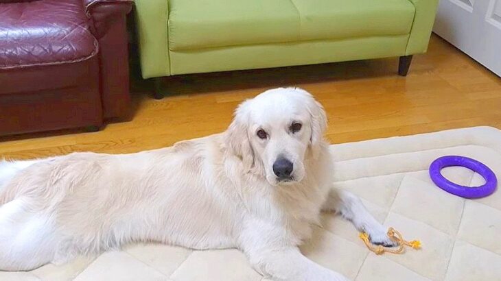 大型犬が『新しいソファー』に座らない…子どものような『かわいい理由』が5万再生「ふてくされてるの草」「態度にはっきり出てるｗ」と爆笑(ブログ)