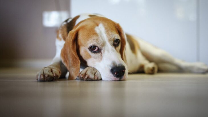 『家族を愛していない犬』の特徴5選　好きではなくなった時のサインとは？今すぐすべき対応も(ブログ)