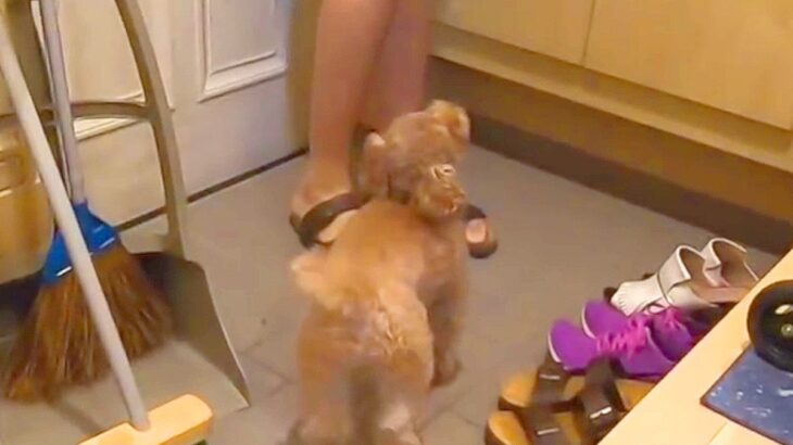 犬が『お父さんの帰宅』を待ちわびた結果…まさかの『忠犬すぎる行動』が愛に溢れていると173万再生「ご飯待てるの偉すぎ」「可愛い家族」(ブログ)