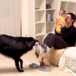 お父さんが『犬と赤ちゃんを一緒に育てた』結果…器用すぎる『まさかのスゴ技』が20万再生「凄いｗｗ」「筋トレにもなって一石三鳥」と絶賛(ブログ)