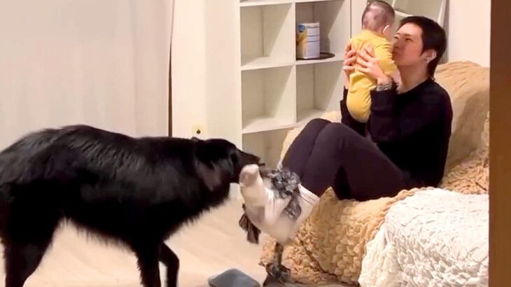 お父さんが『犬と赤ちゃんを一緒に育てた』結果…器用すぎる『まさかのスゴ技』が20万再生「凄いｗｗ」「筋トレにもなって一石三鳥」と絶賛(ブログ)
