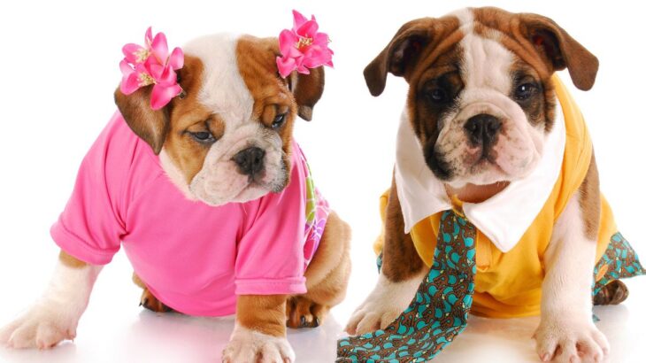 犬の性別による『性格の違い』とは？オスメスの行動で異なる点や飼い方についても解説(ブログ)