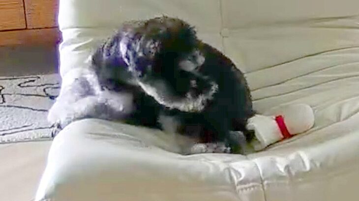 犬の行動をカメラで覗いてみた結果…まさかの『嘘みたいな二度見』が面白すぎると209万表示「犬って二度見するんだｗ」「綺麗すぎる」と爆笑(ブログ)