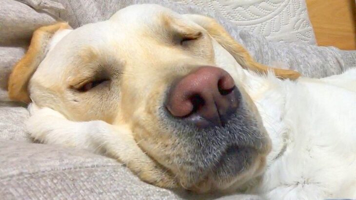 犬が『飼い主を枕にした』結果…まさかの『本気寝』する光景が面白いと3万再生「いびきが豪快過ぎるｗ」「日曜日の親父感あって草」と爆笑(ブログ)