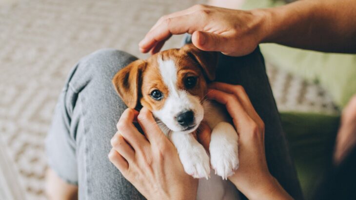 犬が不幸になる『優しい虐待』4選　甘やかしすぎることで愛犬を苦しめている可能性も(ブログ)