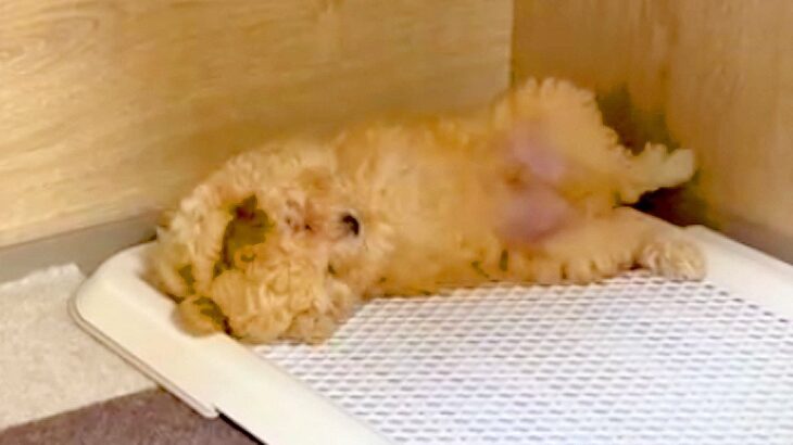 赤ちゃん犬に『ベッドで寝よう？』と言った結果…文句を言う姿が可愛すぎると356万再生「人間の子どもみたいｗ」「犬ミームで草」と爆笑(ブログ)