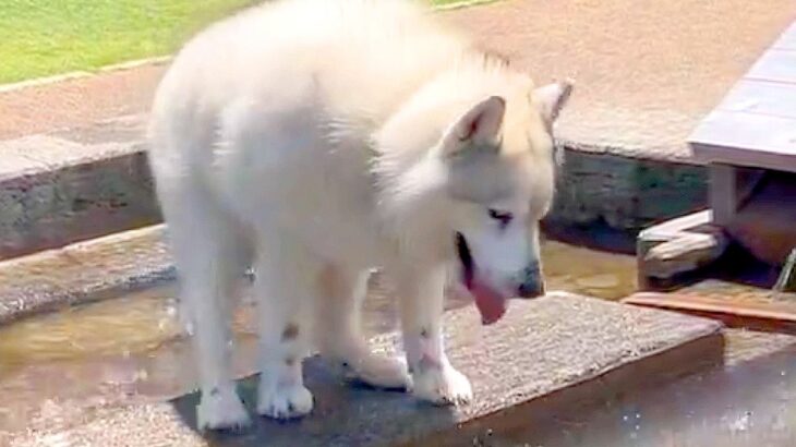マイペースすぎるハスキー犬が水遊びをしていたら…想定外な『ずっこける姿』が可愛すぎると12万表示「どんくさいｗ」「好き」と絶賛(ブログ)