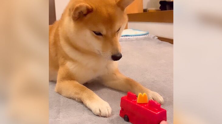 ビビりな犬に『おもちゃを近付けてみた』結果…俊敏過ぎる反応が可愛いと5万再生「おててチョンするのは嫌なんだｗ」「メロメロ」と絶賛(ブログ)
