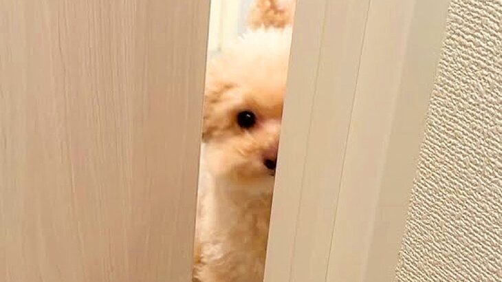 『超絶メンヘラ』常に飼い主を監視する犬…可愛すぎる『束縛っぷり』が7万再生「愛が重いｗ」「こんなストーカーなら嬉しい」と羨望の声(ブログ)