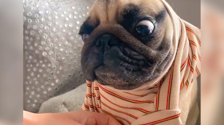 犬に服を着せようとしたら…まさかの『とんでもない顔』になる光景27万再生「目が出てますｗ」「なんてお間抜けな顔…」と海外からも絶賛(ブログ)