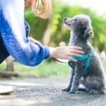 仔犬はどのくらい遊ばせるべき？しつけと遊びの線引きについて(ブログ)