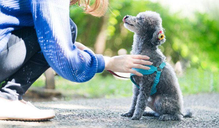 仔犬はどのくらい遊ばせるべき？しつけと遊びの線引きについて(ブログ)