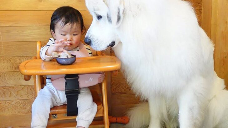 超大型犬が赤ちゃんのご飯を見守った結果…想像以上に『圧が強すぎる光景』が面白いと61万再生「ガン見してるの草」「よだれがｗｗ」と爆笑(ブログ)