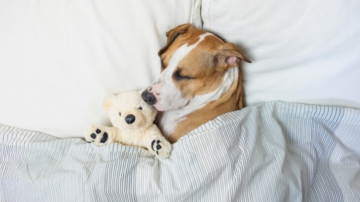 犬が『赤ちゃん返り』する原因3つ　飼い主の気を引こうとするワケや正しい対応の仕方まで(ブログ)