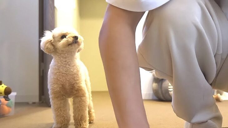犬を『甘やかして育てた』結果…どこまででもついてくる『可愛いストーカー姿』が24万再生「愛らしい監視員さん」「なんて健気なの」と悶絶(ブログ)