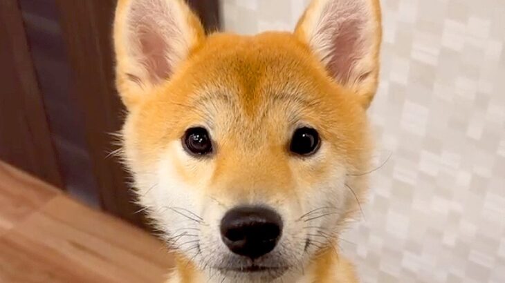 突如、愛犬の顔に異変が…完全に予想外な『まさかの姿』が可愛すぎると231万再生「M字で爆笑したｗｗ」「人間への進化の過程」と大絶賛(ブログ)
