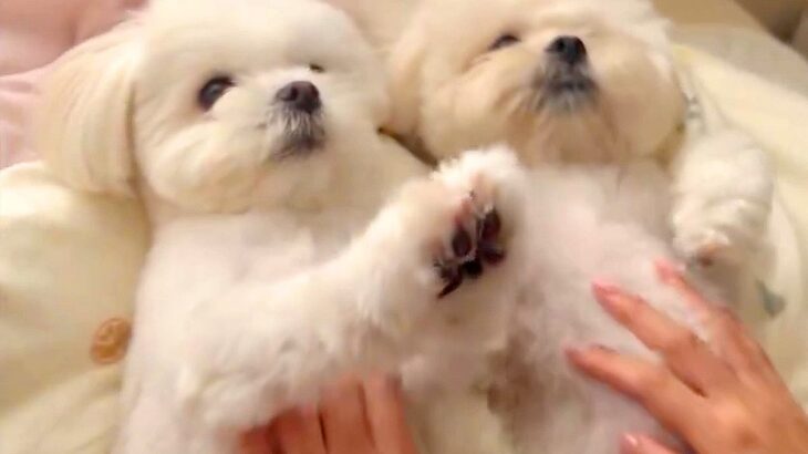 バブみが深すぎる犬たちをあやした結果…悶絶級の光景に3万2000いいね「最高の癒やし空間」「とんでもなく可愛い…」称賛の声続々(ブログ)