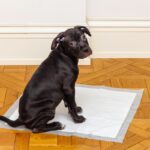 犬が『オシッコをした後』に見せる行動5つ　見逃してはいけない異変のサインとは？(ブログ)