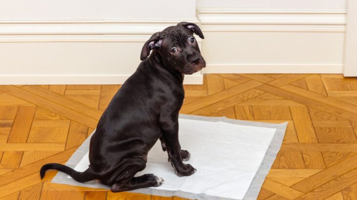 犬が『オシッコをした後』に見せる行動5つ　見逃してはいけない異変のサインとは？(ブログ)