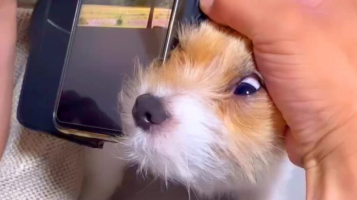 犬の前でスマホをいじると…『僕を見て！』絶対に負けられない戦いが60万再生「甘え方の圧が強いｗ」「嫉妬強めで可愛すぎる」と悶絶の声(ブログ)