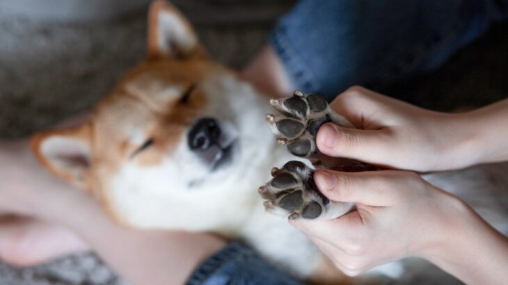 犬に『人間用のハンドクリーム』を使っても大丈夫？ワンコにとって危険な成分や注意点まで(ブログ)