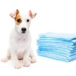 犬がトイレで排泄するときにはみ出してしまう原因5選　主な理由やトレーニング方法まで(ブログ)