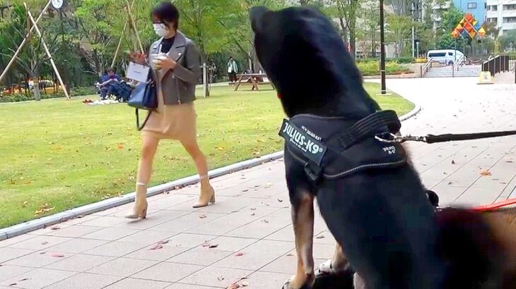 犬は『髪型を変えたママ』に気付ける？お散歩中に横切ってみた結果…期待を裏切らない反応が40万再生「テンションMAXで可愛いｗ」と絶賛(ブログ)