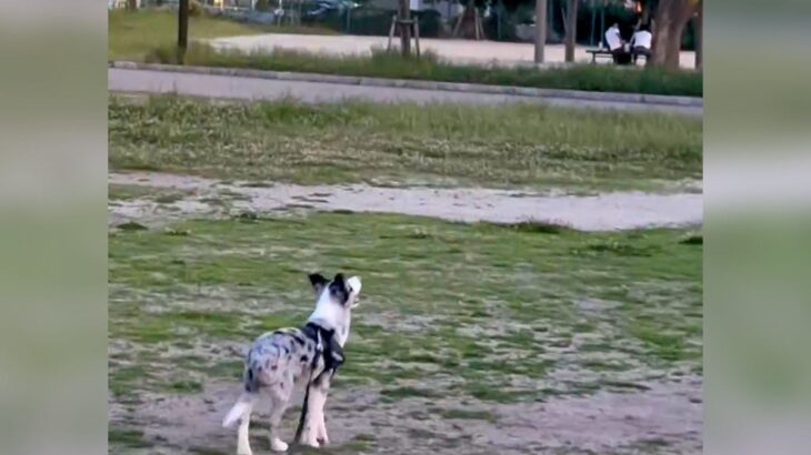 なぜか月を眺めている犬…『まさかの理由』が可愛すぎると234万再生「フリスビーめっちゃ遠くまで飛ばしてて草」「一生落ちてこないｗ」と爆笑(ブログ)