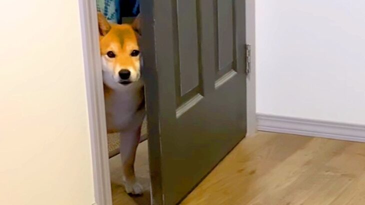 犬への『朝ごはんの提供』が遅れてしまった結果…『何かお忘れでは？』扉の隙間で催促する姿が5万再生「家政婦は見た的な」「可愛すぎｗ」(ブログ)