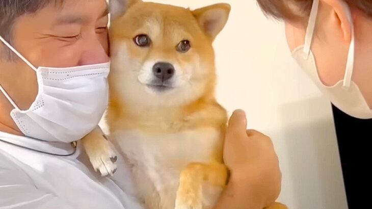 犬が『お母さんに叱られてしまった時』の行動…まさかの『急に女を出す姿』が173万再生「パパに行くの草」「あざとくてカワイイｗ」と爆笑(ブログ)