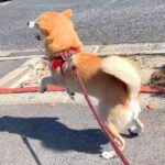 犬の後ろから突然『大好きなお姉ちゃん』が現れた結果…すべてが可愛い『ドッキリの一部始終』が68万再生「愛おしくてたまらない」と絶賛(ブログ)