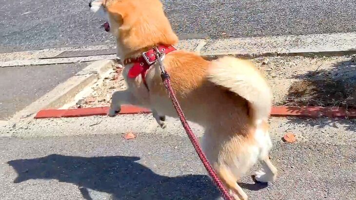 犬の後ろから突然『大好きなお姉ちゃん』が現れた結果…すべてが可愛い『ドッキリの一部始終』が68万再生「愛おしくてたまらない」と絶賛(ブログ)