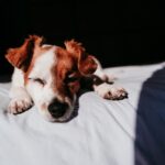 犬がいびきをかく『３つの原因』予防法はある？注意すべき症状まで解説(ブログ)