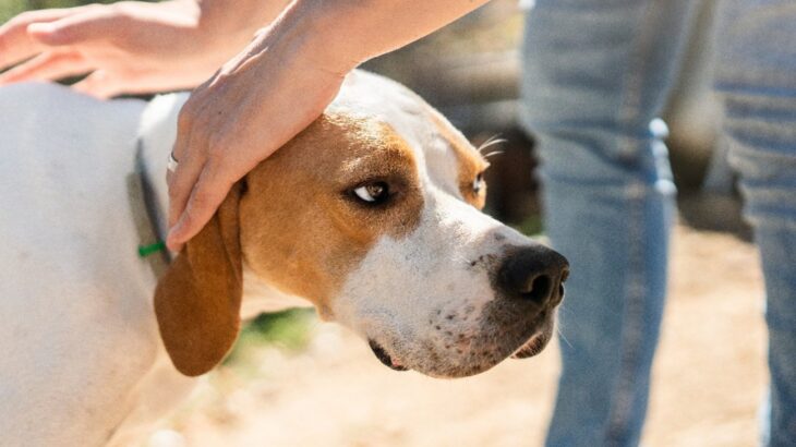 犬が幻滅してしまう『飼い主の態度や行動』5つ　無自覚のうちに愛犬をガッカリさせているかも…(ブログ)