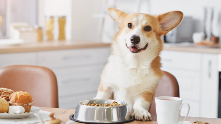犬を『人間扱い』するべきではない5つの理由…よかれと思ってやっている行動が裏目に出ることも(ブログ)