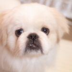 『面倒くさがりが多い』犬種4選！運動させるコツやポイントに「試してみよう」「そんなところも可愛い」(ブログ)