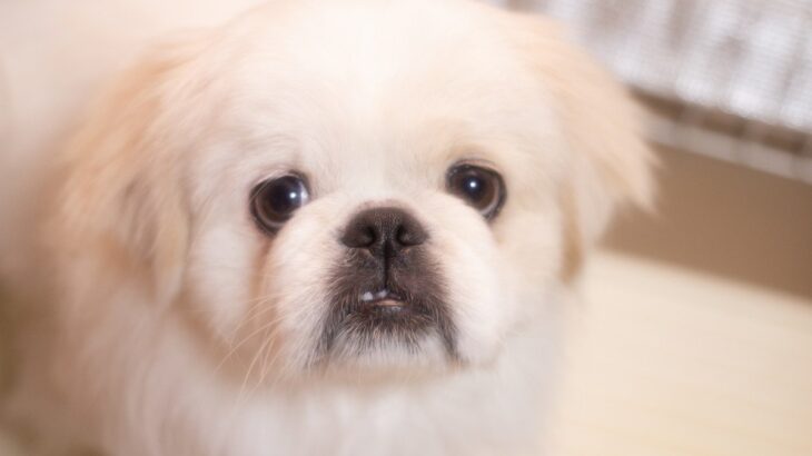 『面倒くさがりが多い』犬種4選！運動させるコツやポイントに「試してみよう」「そんなところも可愛い」(ブログ)