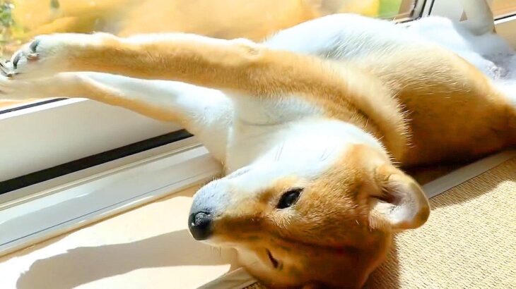 犬が『自宅警備』をした結果…マイペース過ぎる『監視体制』が可愛すぎると22万再生「プロの自宅警備員」「お疲れ様ですｗ」絶賛と爆笑の声(ブログ)