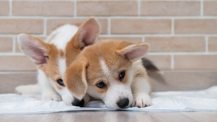 犬が『トイレの上に座る』心理5選　座り込んだまま動かない理由や正しいしつけの方法まで(ブログ)