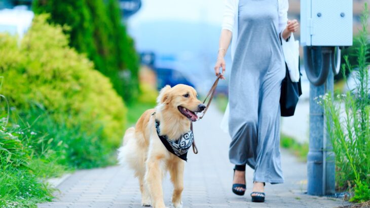 犬の散歩『適切な時間』とは？どれくらいの時間や距離を歩いたらいいの？(ブログ)