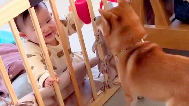 赤ちゃんが犬にした驚きの行動…『一緒におもちゃで遊ぶ方法』を覚えた瞬間が7万再生「可愛いが大渋滞」「歓喜の舞が最高ｗ」と絶賛(ブログ)