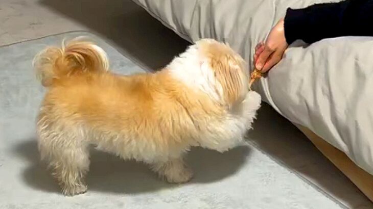 犬のおやつを手に持って『寝たふり』をしてみた結果…必死すぎる『可愛い行動』が171万再生「育ち良すぎて草」「猫もいるとカオスｗ」と絶賛(ブログ)