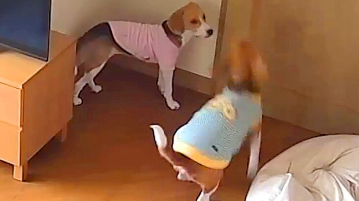 犬の兄妹のお留守番を『隠し撮り』したら…予想の斜め上をいく『まさかの行動』が「逆に応援したくなるｗ」「妹何もしないで見てるの草」と話題(ブログ)