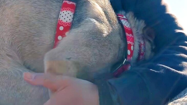 ひとりぼっちの犬を保護して60日目…初めて『お父さんに抱きしめられた瞬間』が92万再生「まさかの自分から…号泣」「寂しかったね」と感動(ブログ)