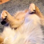 大型犬が『散歩に行きたくない』と抵抗してきた結果…まさかの『軟体動物化』が6万再生「全身で拒むの可愛すぎｗ」「柔軟性凄くて草」と絶賛(ブログ)