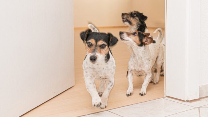 犬が『部屋で大騒ぎする』理由5つ　愛犬の興奮を抑えるために飼い主ができることまで(ブログ)
