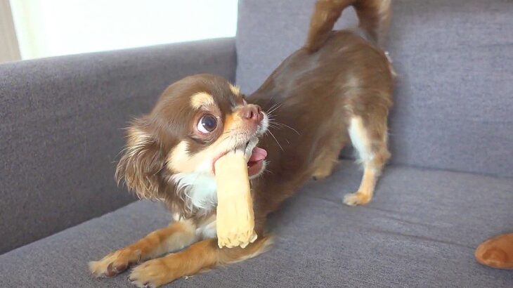犬の『歯磨きガム』を奪おうとした結果…可愛すぎる『激怒』に5万4000再生の反響「全然怖くないｗ」「絶対離さないって顔がたまらん」と悶絶(ブログ)