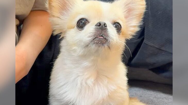 犬がイタズラをしたので叱った結果…同居犬が見せた『勘違い』が可愛すぎると2万再生「自分が叱られたと思ってるｗ」「まだ赤ちゃんだもんね」(ブログ)