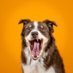 見逃してない？犬がみせる4つのストレスサイン　主な原因や改善方法までご紹介(ブログ)